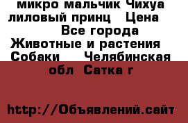 микро мальчик Чихуа лиловый принц › Цена ­ 90 - Все города Животные и растения » Собаки   . Челябинская обл.,Сатка г.